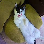Yang is registered to the contest to win money with this photo: cat, kitten, black_and_white, lying_down, cushion, green, tongue_out, playful, pet, indoor, fur, whiskers, floor, wooden_floor, relaxed, cute, animal, small, young, domestic_cat