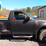 Rebel joined the competition — help win amazing prizes! dog, pickup_truck, vehicle, outdoor, daylight, gas_station, sign, tire, window, building, tree, sky, road, side_mirror, metal, shadow, nature, transportation, pet, parked