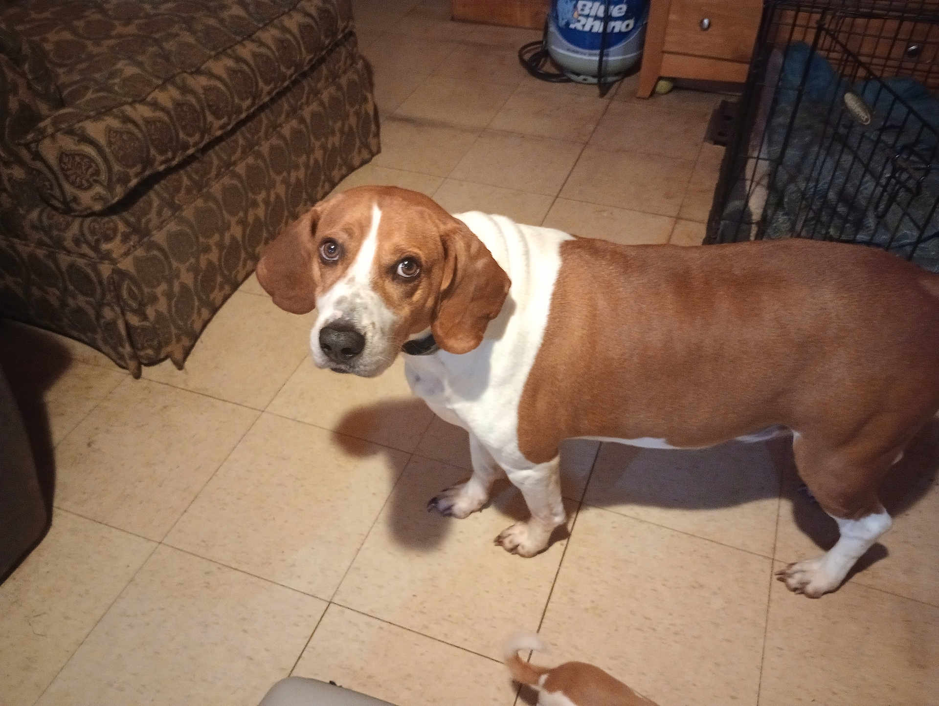 Rebel is registered to the contest to win money with this photo: dog, brown_and_white, indoor, tile_floor, furniture, cage, looking_up, pet, animal, ears, floor, collar, shadow, domestic, canine, living_room, household, cute, companion, alert