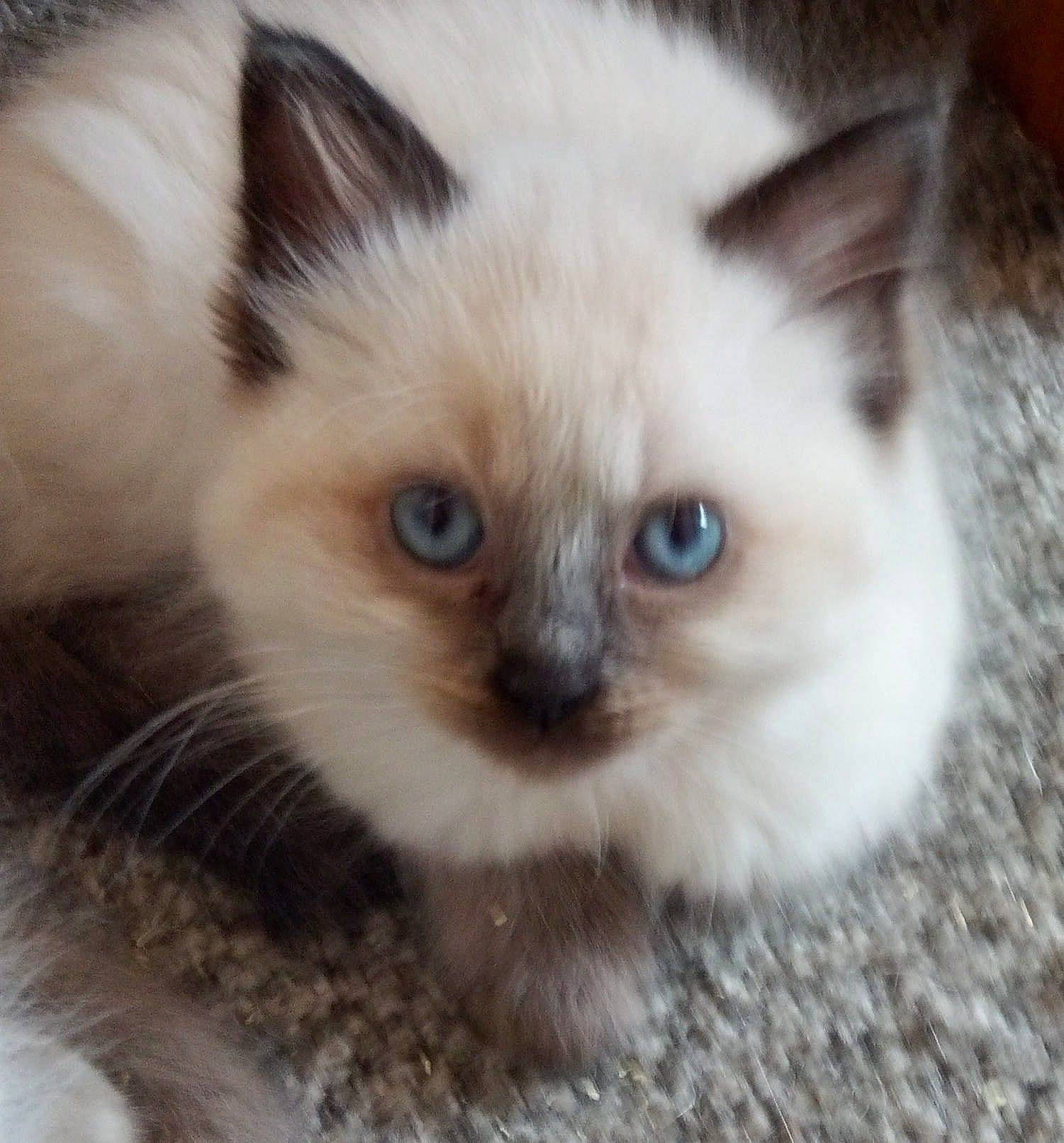 Bert joined the competition — help win amazing prizes! birman, carnivore, cat, close_up, fawn, felidae, fur, head, iris, photo_caption, ragdoll, siamese, small_to_medium_sized_cats, snout, terrestrial_animal, tonkinese, whiskers, wildlife