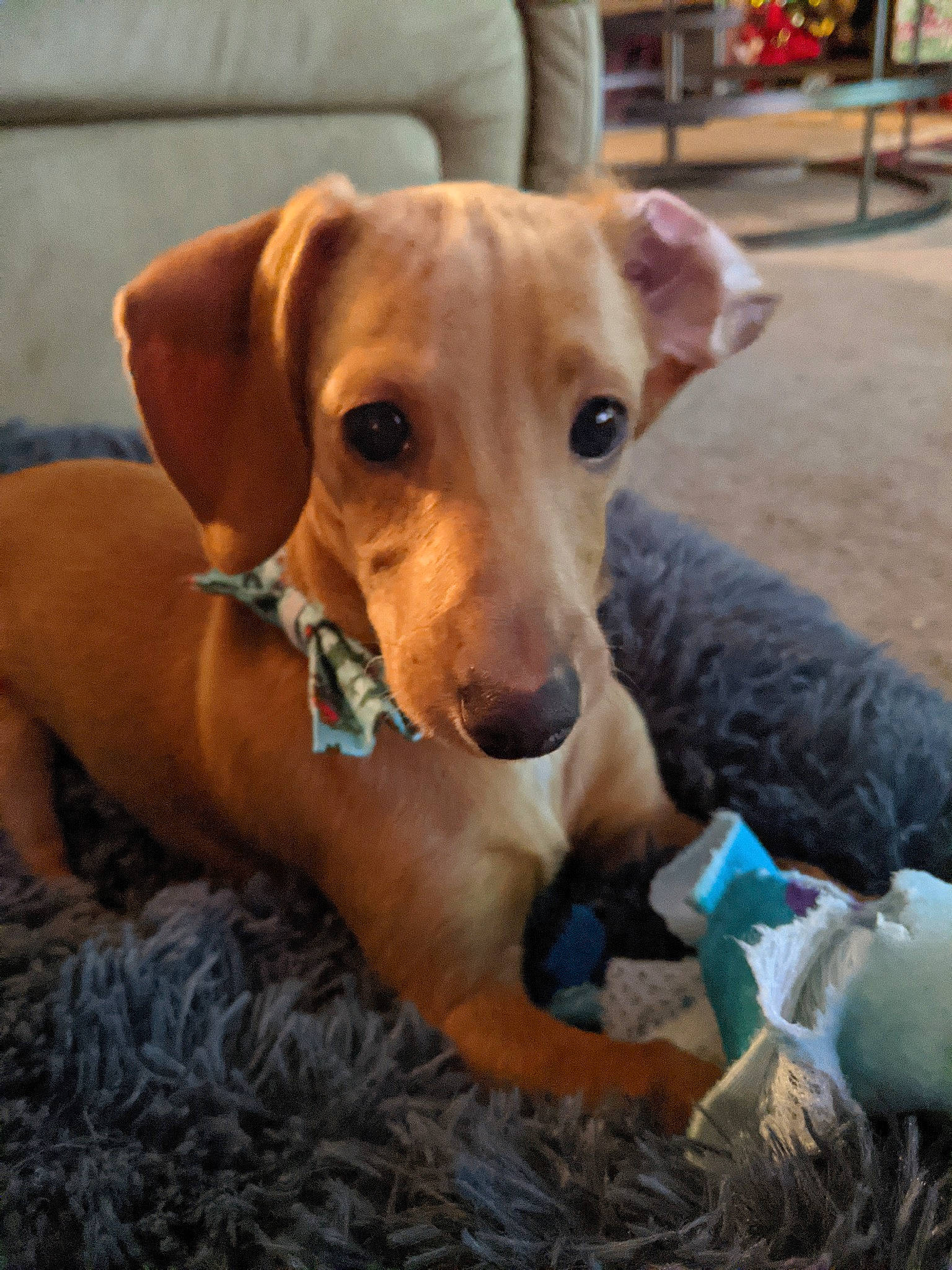 Vinny is registered to the contest to win money with this photo: canidae, carnivore, chair, collar, companion_dog, dog, dog_breed, dog_clothes, dog_collar, dog_supply, fawn, guard_dog, hunting_dog, paw, pet_supply, plant, snout, sporting_group, whiskers, working_animal