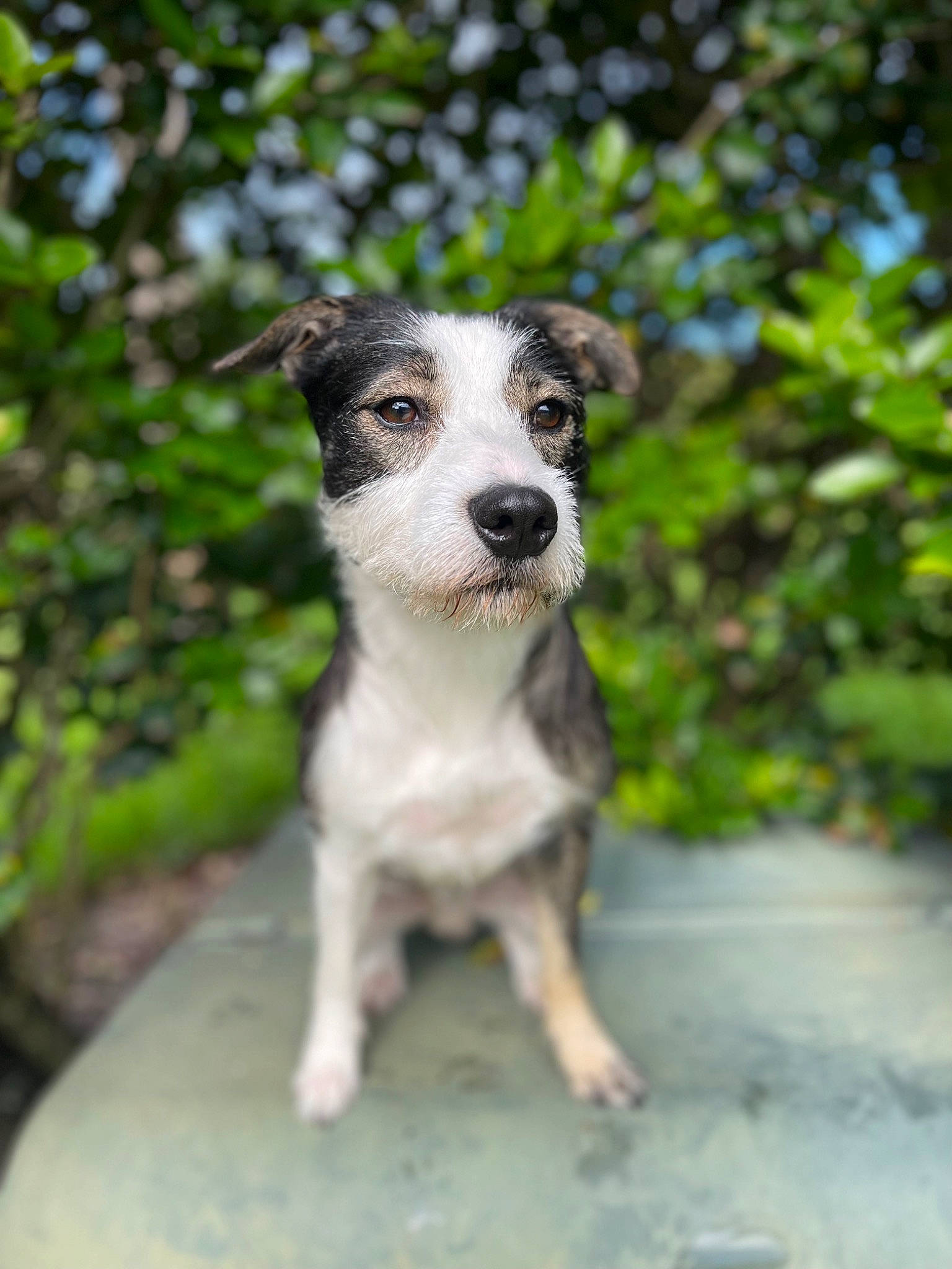 Colt is registered to the contest to win money with this photo: canidae, carnivore, companion_dog, dog, dog_breed, fawn, grass, plant, puppy, sporting_group, street_dog, terrestrial_animal, terrier, tree, whiskers, working_animal, working_dog