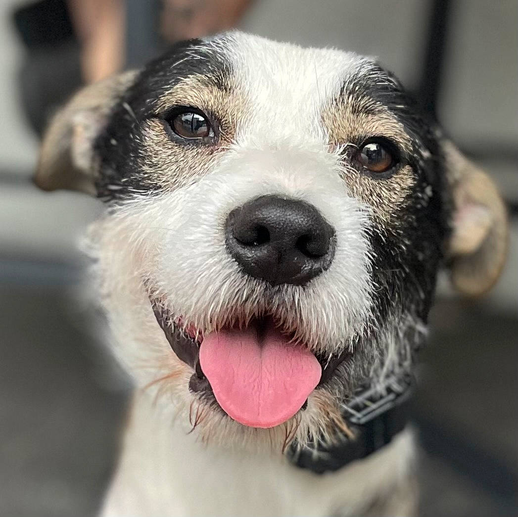 Colt is registered to the contest to win money with this photo: canidae, carnivore, close_up, collar, companion_dog, dog, dog_breed, dog_collar, eye, fang, fur, paw, puppy, snout, sporting_group, terrestrial_animal, terrier, toy_dog, whiskers, working_animal