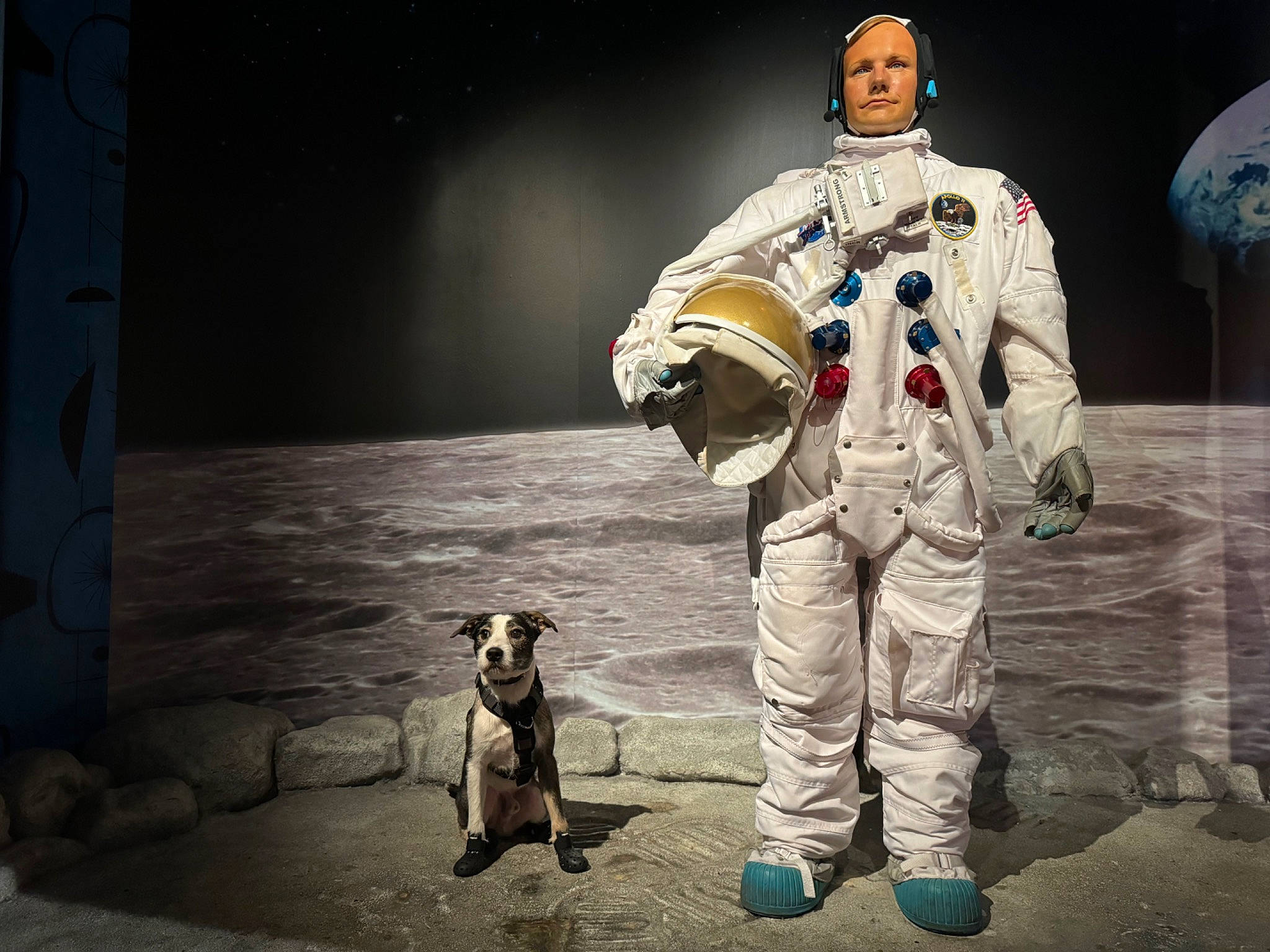 Colt is registered to the contest to win money with this photo: astronaut, astronomical_object, carnivore, companion_dog, darkness, dog, dog_breed, dog_collar, event, fawn, fictional_character, flash_photography, leash, mammal, night, personal_protective_equipment, space, spacecraft, toy_dog, uniform