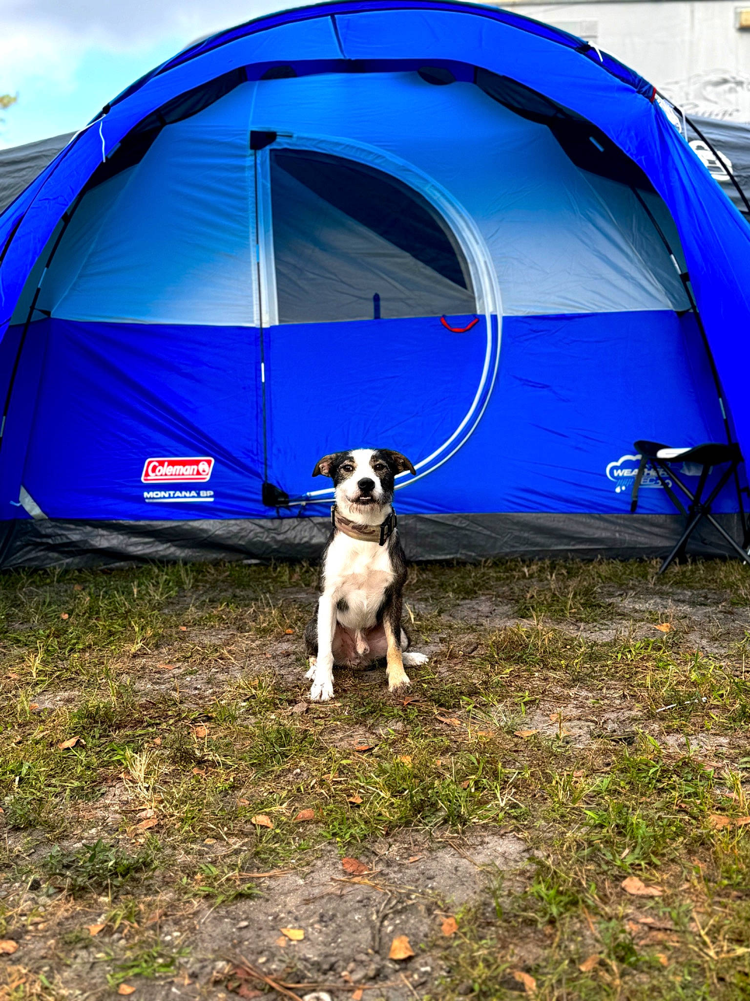 Colt is registered to the contest to win money with this photo: blue, camping, carnivore, collar, companion_dog, dog, dog_breed, dog_supply, electric_blue, grass, leisure, light, pet_supply, recreation, shade, sky, tarpaulin, tent, tints_and_shades, vehicle_door