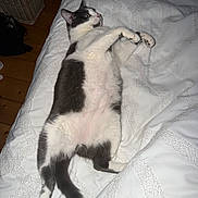 Sami participe au concours pour gagner de l'argent avec cette photo : cat, black_and_white, lying_down, bed, bedspread, indoor, pet, feline, animal, resting, fur, paw, tail, white, texture, wood_floor, basket, alert, domestic, cute