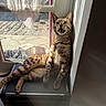 Barlou a rejoint le concours — aidez-le/la à gagner de superbes lots ! cat, spotted_cat, window, sunlight, indoor, pet, animal, feline, resting, black_case, curtain, shadow, open_mouth, bright, relaxed, alert, blue_eyes, whiskers, paw, fur