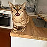 Barlou a rejoint le concours — aidez-le/la à gagner de superbes lots ! cat, bengal_cat, kitchen, counter, wooden_surface, open_mouth, wide_eyes, domestic_animal, pet, indoor, food_scattered, feeding_bowls, stove, sink, appliance, curious, feline, animal_face, tabletop, home