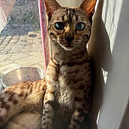 Barlou a rejoint le concours — aidez-le/la à gagner de superbes lots ! cat, blue_eyes, spotted_fur, window, sunlight, shadow, indoor, curious, relaxed, feline, animal, pet, whiskers, ears, sitting, fur_pattern, daylight, domestic_cat, close_up, resting