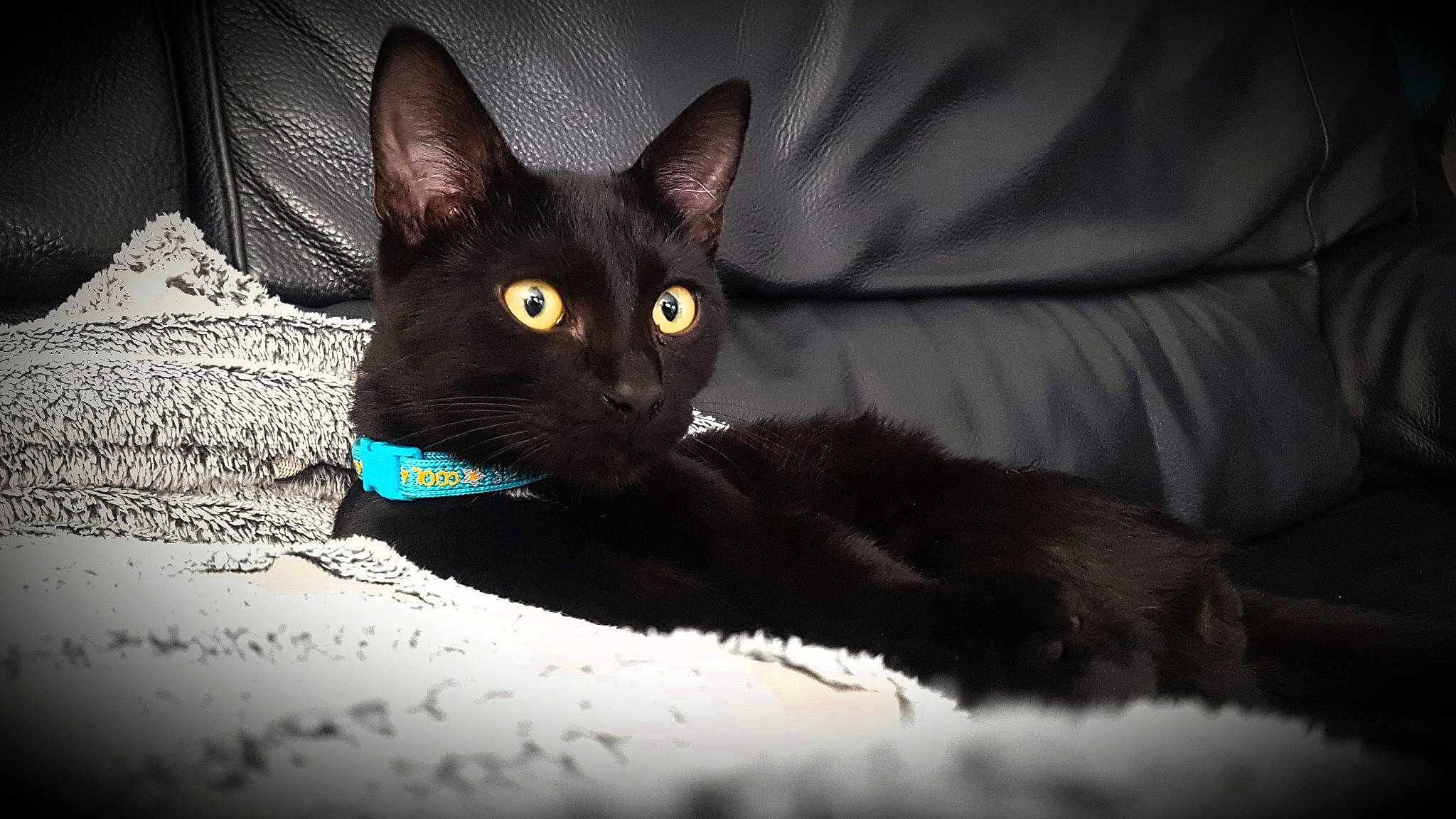 Bagheera participe au concours pour gagner de l'argent avec cette photo : asian, black, black_cat, bombay, burmese, carnivore, cat, domestic_short_haired_cat, eye, felidae, german_rex, havana_brown, kitten, korat, mammal, ojos_azules, small_to_medium_sized_cats, snout, vertebrate, whiskers