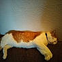 cat, sleeping, orange_and_white, pet, indoor, cozy, relaxed, fur, collar, feline, resting, domestic_animal, animal, quiet, peaceful, texture, wall, brown, soft_light, couch