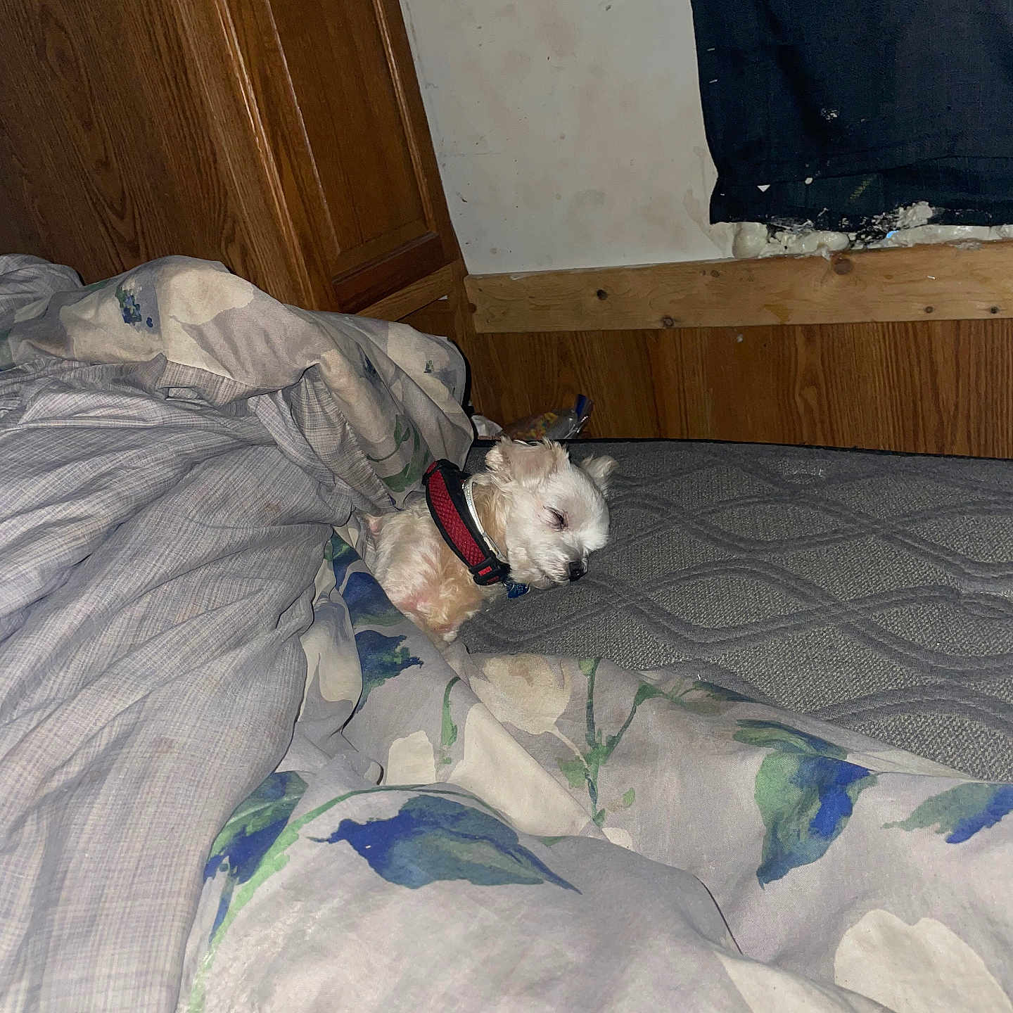 Casper is registered to the contest to win money with this photo: bed, blanket, collar, comfort, cozy, curtain, dog, fabric, floral_pattern, furniture, home, indoor, nap, pet, quiet, resting, sleeping, small_dog, striped_pattern, wood_paneling