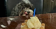Santy joined the competition — help win amazing prizes! dog, small_dog, table, chair, hand, treat, candle, licking, anticipation, indoor, furniture, brown_table, black_chair, curly_fur, black_and_white_dog, pet, cute, waiting, celebration, birthday