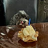 dog, small_dog, table, chair, hand, treat, candle, licking, anticipation, indoor, furniture, brown_table, black_chair, curly_fur, black_and_white_dog, pet, cute, waiting, celebration, birthday