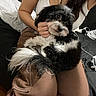 dog, black_and_white, fluffy, pet, lap, person, indoor, bed, pillow, blanket, brown_pants, white_top, fur, cute, relaxed, seated, cozy, animal, companion, looking