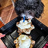 Santy joined the competition — help win amazing prizes! dog, birthday, candle, treat, black_container, hand, wood_floor, curious, sniffing, small_dog, fluffy, black_and_white, indoor, celebration, pet, closeup, food, homemade_treat, cute, animal