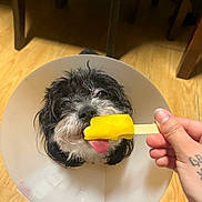 Santy is registered to the contest to win money with this photo: dog, cone, protective_collar, popsicle, yellow, hand, tattoo, floor, wooden_floor, indoor, pet, licking, tongue_out, black_and_white, small_dog, chair_legs, close_up, cute, animal, domestic_animal