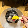 dog, cone, protective_collar, popsicle, yellow, hand, tattoo, floor, wooden_floor, indoor, pet, licking, tongue_out, black_and_white, small_dog, chair_legs, close_up, cute, animal, domestic_animal