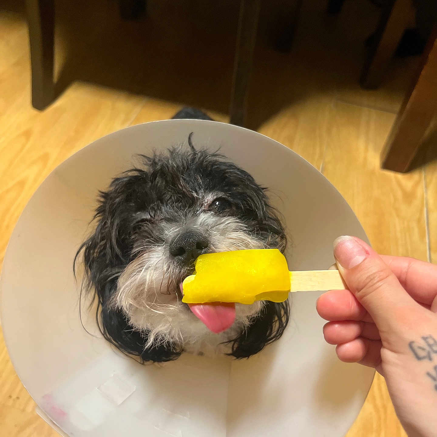 Santy is registered to the contest to win money with this photo: dog, cone, protective_collar, popsicle, yellow, hand, tattoo, floor, wooden_floor, indoor, pet, licking, tongue_out, black_and_white, small_dog, chair_legs, close_up, cute, animal, domestic_animal