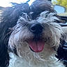 Santy joined the competition — help win amazing prizes! dog, pet, animal, curly_fur, black_and_white, tongue_out, happy, panting, car_interior, window, greenery, cute, fluffy, close_up, fur, canine, smiling, portrait, indoors, companion
