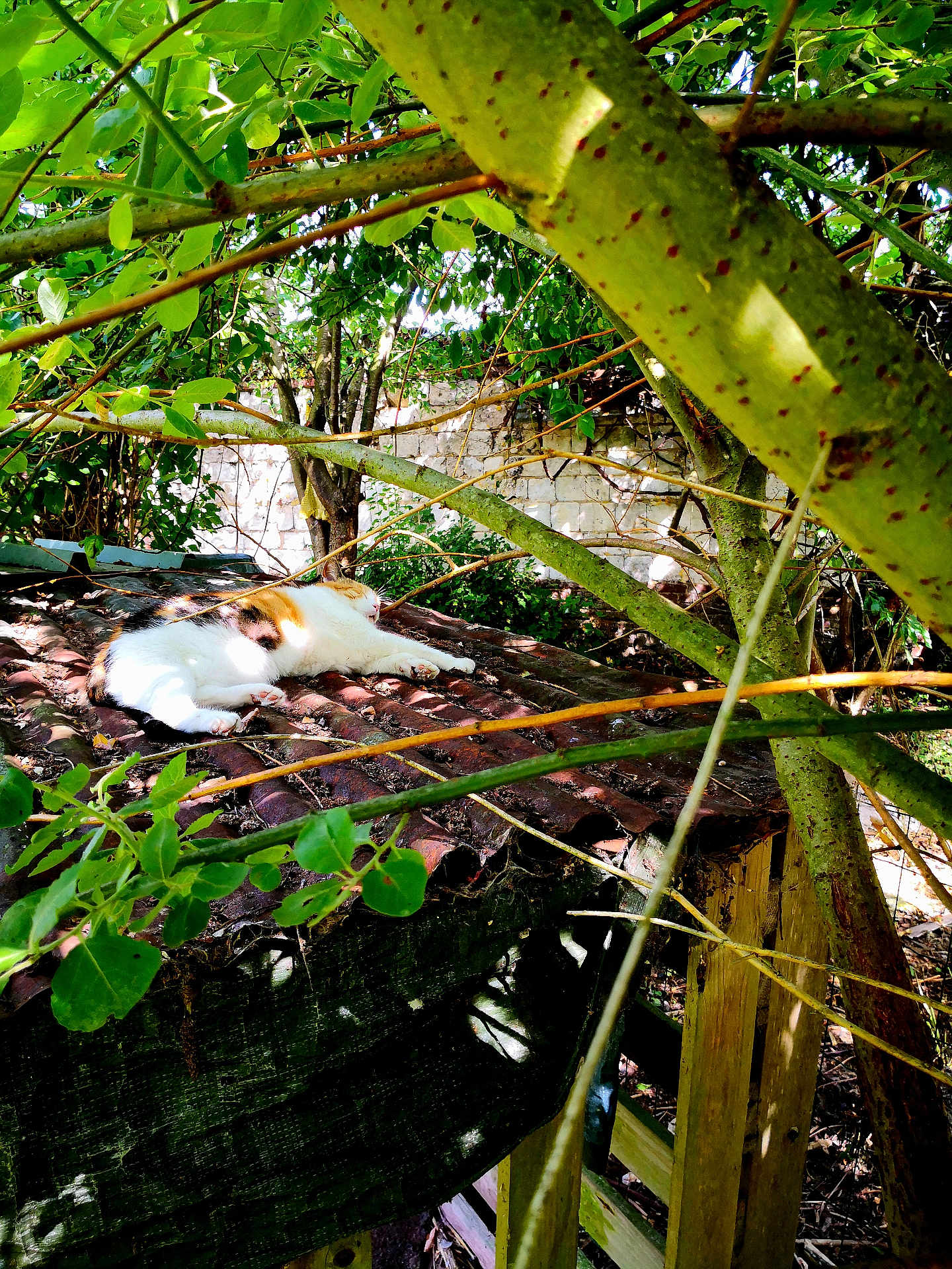 Kaline participe au concours pour gagner de l'argent avec cette photo : animal, branches, calico_cat, cat, daylight, feline, garden, leaves, moss, nature, outdoor, quiet, relaxation, resting, roof, shadow, sleeping, sunlight, tree, wood