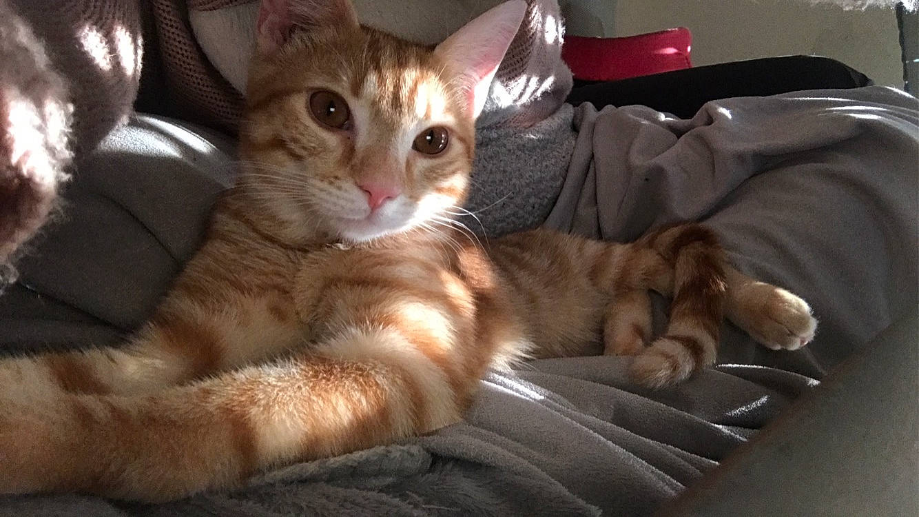 Simba participe au concours pour gagner de l'argent avec cette photo : aegean_cat, arabian_mau, asian, australian_mist, carnivore, cat, domestic_short_haired_cat, dragon_li, european_shorthair, felidae, kitten, mammal, oriental_longhair, paw, singapura, small_to_medium_sized_cats, snout, tabby_cat, vertebrate, whiskers