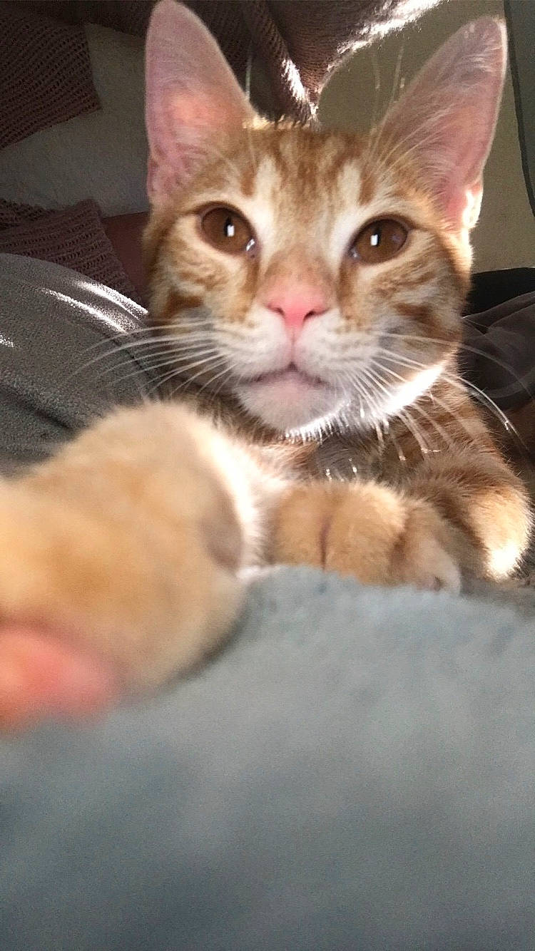 Simba participe au concours pour gagner de l'argent avec cette photo : aegean_cat, american_wirehair, arabian_mau, asian, carnivore, cat, domestic_short_haired_cat, european_shorthair, fawn, felidae, kitten, mammal, ocicat, oriental_longhair, oriental_shorthair, small_to_medium_sized_cats, snout, tabby_cat, vertebrate, whiskers