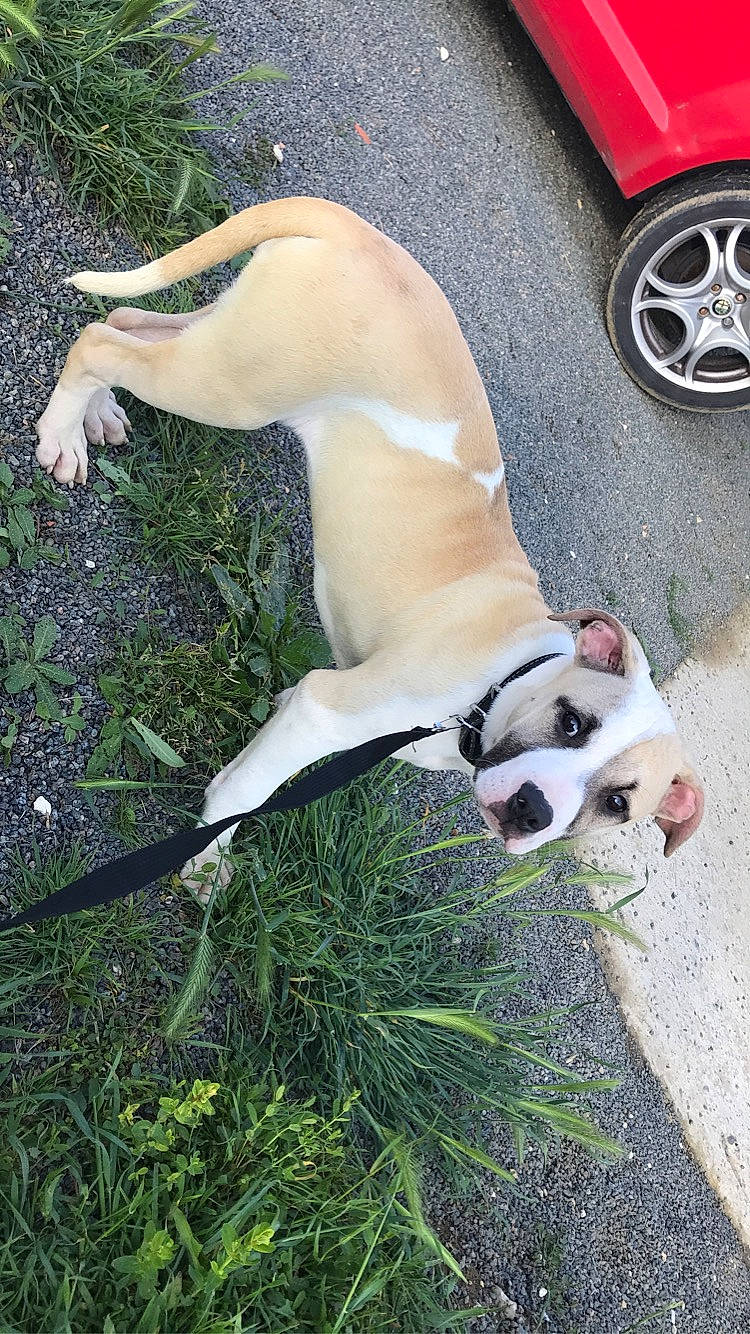 Raven participe au concours pour gagner de l'argent avec cette photo : american_bulldog, australian_bulldog, canidae, carnivore, companion_dog, dog, dog_breed, dorset_olde_tyme_bulldogge, fawn, grass, mammal, non_sporting_group, snout, sporting_group, tail, valley_bulldog