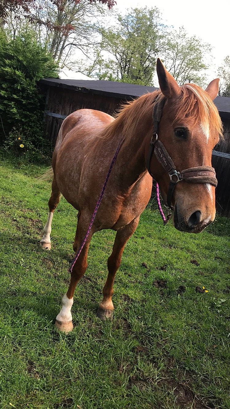 Aliia participe au concours pour gagner de l'argent avec cette photo : bridle, colt, grass, horse, horse_supplies, horse_tack, liver, livestock, mammal, mane, mare, mustang_horse, pack_animal, pasture, snout, sorrel, stallion, terrestrial_animal, vertebrate, working_animal