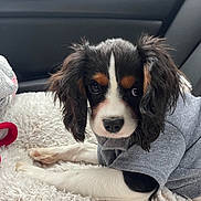 Muki is registered to the contest to win money with this photo: black_fur, blanket, brown_markings, car_interior, cavalier, cozy, dog, eyes, face, fur, long_ears, looking_at_camera, nose, pet, portrait, puppy, seat, soft_texture, sweater, white_fur