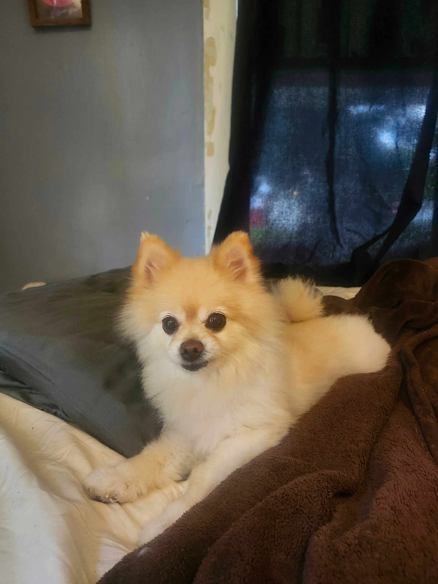 Lola joined the competition — help win amazing prizes! dog, pomernian, bed, blanket, indoor, pet, animal, fur, cute, small_dog, lying_down, curtain, wall, cozy, domestic, resting, brown, white, soft, eyes