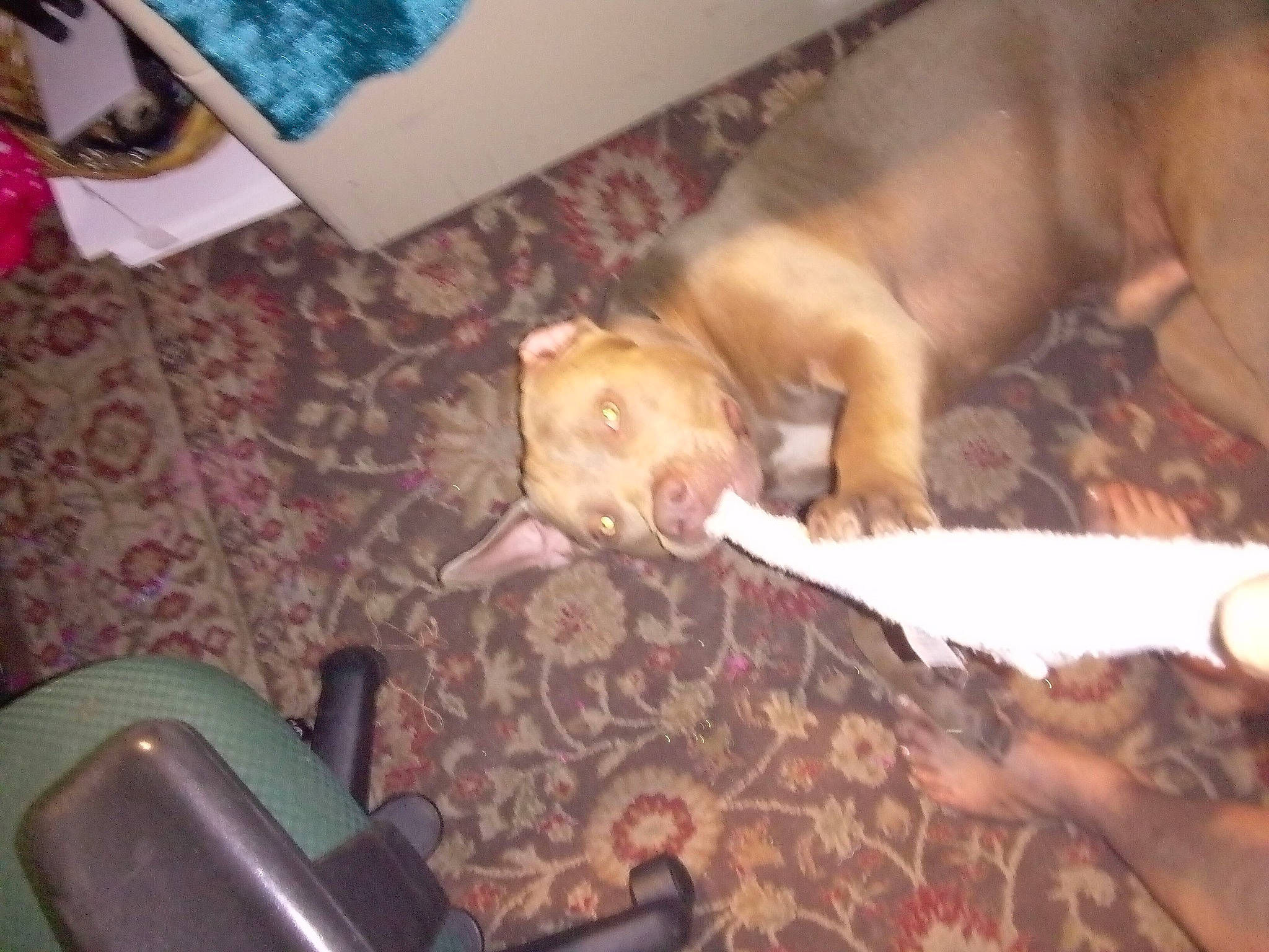 Whuppy joined the competition — help win amazing prizes! carnivore, comfort, companion_dog, dog, dog_breed, fawn, flooring, fur, hardwood, linens, non_sporting_group, room, toy_dog