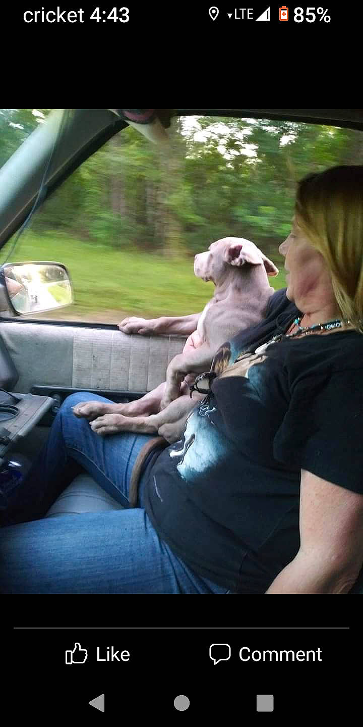 Whuppy is registered to the contest to win money with this photo: auto_part, automotive_design, automotive_exterior, car, car_seat, car_seat_cover, carnivore, companion_dog, dog, dog_breed, fawn, grass, motor_vehicle, personal_luxury_car, plant, steering_part, steering_wheel, tree, vehicle, vehicle_door