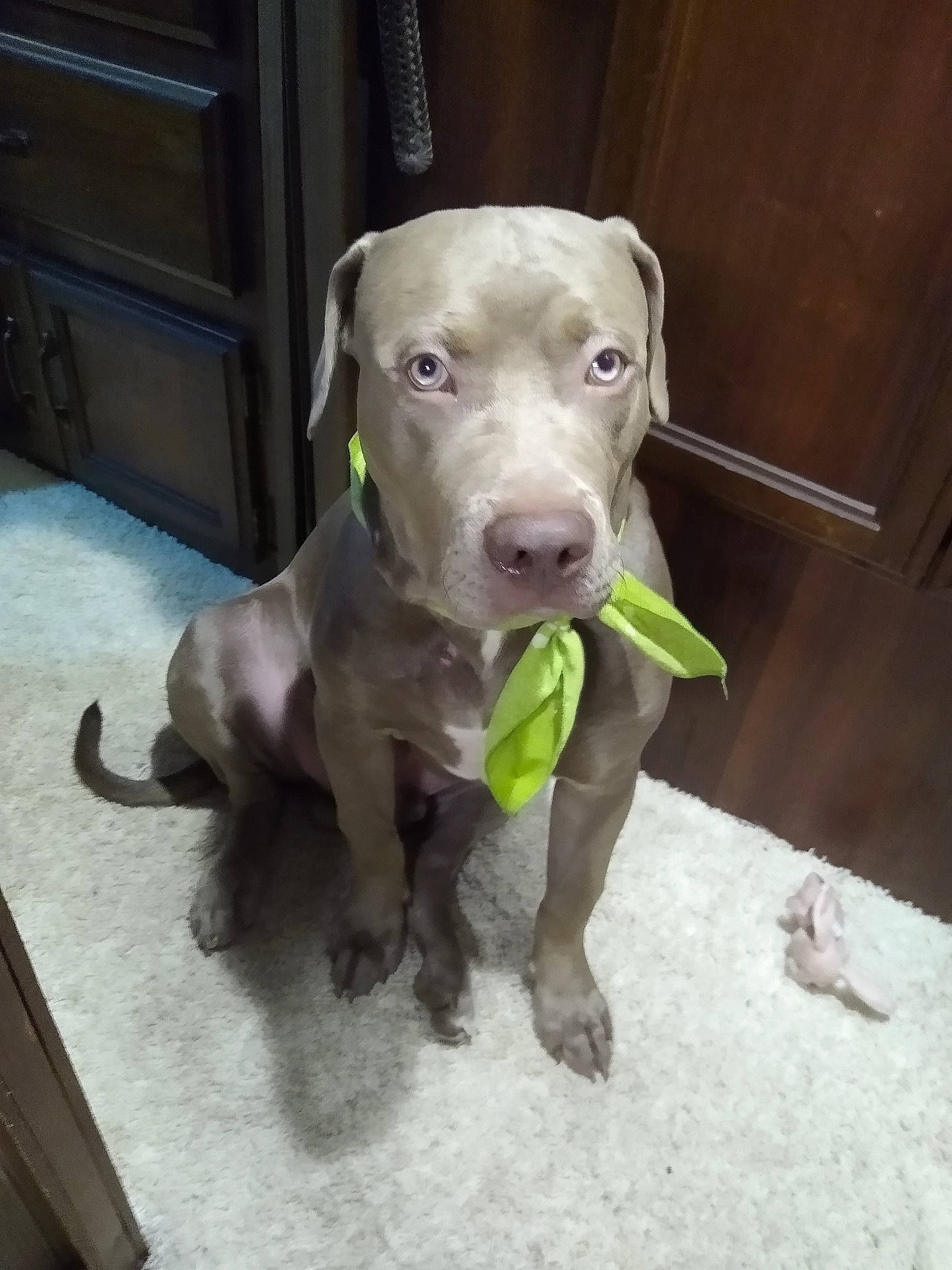 Whuppy joined the competition — help win amazing prizes! canidae, carnivore, collar, companion_dog, dog, dog_breed, dog_collar, dog_supply, fawn, guard_dog, hunting_dog, liver, non_sporting_group, pet_supply, snout, sporting_group, tail, terrestrial_animal, whiskers, working_animal