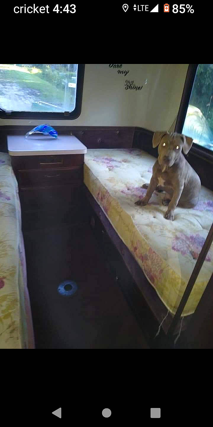 Whuppy is registered to the contest to win money with this photo: automotive_exterior, cabinetry, carnivore, comfort, companion_dog, dog, dog_breed, drawer, fawn, felidae, floor, flooring, hardwood, room, small_to_medium_sized_cats, television, tints_and_shades, vehicle_door, window, wood