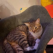 Arrow a rejoint le concours — aidez-le/la à gagner de superbes lots ! animal, background, cat, chair, cozy, cute, domestic_animal, feline, fur, furniture, indoor, paw, pet, relaxed, resting, striped, tabby_cat, tail, toy, whiskers