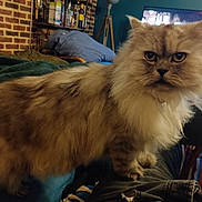 Inox a rejoint le concours — aidez-le/la à gagner de superbes lots ! animal, blanket, brick_wall, cat, closeup, colorful_rug, couch, cute, domestic_animal, feline, fluffy, fur, furniture, indoor, living_room, looking_at_camera, pet, pillow, shelf, television