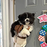 Onyx joined the competition — help win amazing prizes! adorable, black_and_white, close_up, cute, dog, door, easter_decoration, easter_eggs, eyes, fluffy, fur, hand, held, human_hand, indoor, nose, pet, portrait, puppy, small_dog