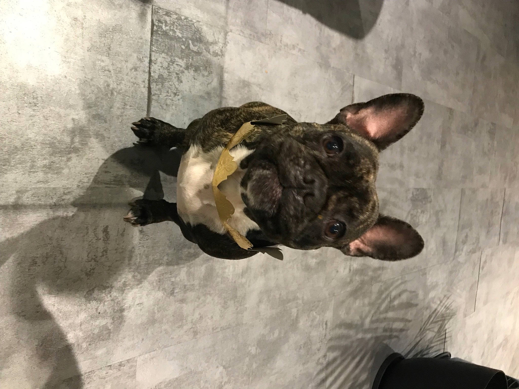 April participe au concours pour gagner de l'argent avec cette photo : boston_terrier, bulldog, carnivore, companion_dog, dog, dog_breed, ear, fawn, felidae, french_bulldog, fur, guard_dog, organism, small_to_medium_sized_cats, snout, tail, terrestrial_animal, whiskers, window, working_animal