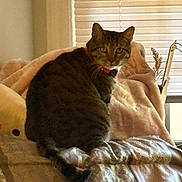 Xane is registered to the contest to win money with this photo: cat, tabby_cat, indoor, blanket, couch, furniture, window_blinds, pet, striped_fur, animal, cozy, soft_lighting, curious, sitting, domestic, home, relaxed, looking_at_camera, feline, comfort