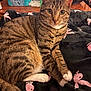 animal, black_fabric, blanket, bottled_water, cat, close_up, domestic, feline, fur, household_items, indoor, pattern, paws, pet, pink_bird, relaxed, tabby, table, whiskers, yellow_eyes