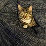 Xane is registered to the contest to win money with this photo: cat, tabby, blanket, cozy, indoor, pet, animal, fur, whiskers, yellow_eyes, white_paw, resting, comfortable, domestic_cat, cute, feline, texture, soft, relaxed, snuggled