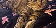 Xane joined the competition — help win amazing prizes! cat, tabby_cat, stretching, paws, blanket, pink_flamingos, indoor, cozy, relaxed, curious, fur, whiskers, animal, pet, mammal, closeup, soft_texture, resting, domestic_cat, feline