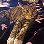 animal, blanket, cat, closeup, cozy, curious, domestic_cat, feline, fur, indoor, mammal, paws, pet, pink_flamingos, relaxed, resting, soft_texture, stretching, tabby_cat, whiskers