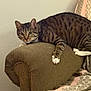 animal, armrest, brown, cat, couch, cozy, curious, domestic, feline, furniture, home, indoor, looking, mammal, paws, pet, resting, striped, tabby_cat, whiskers