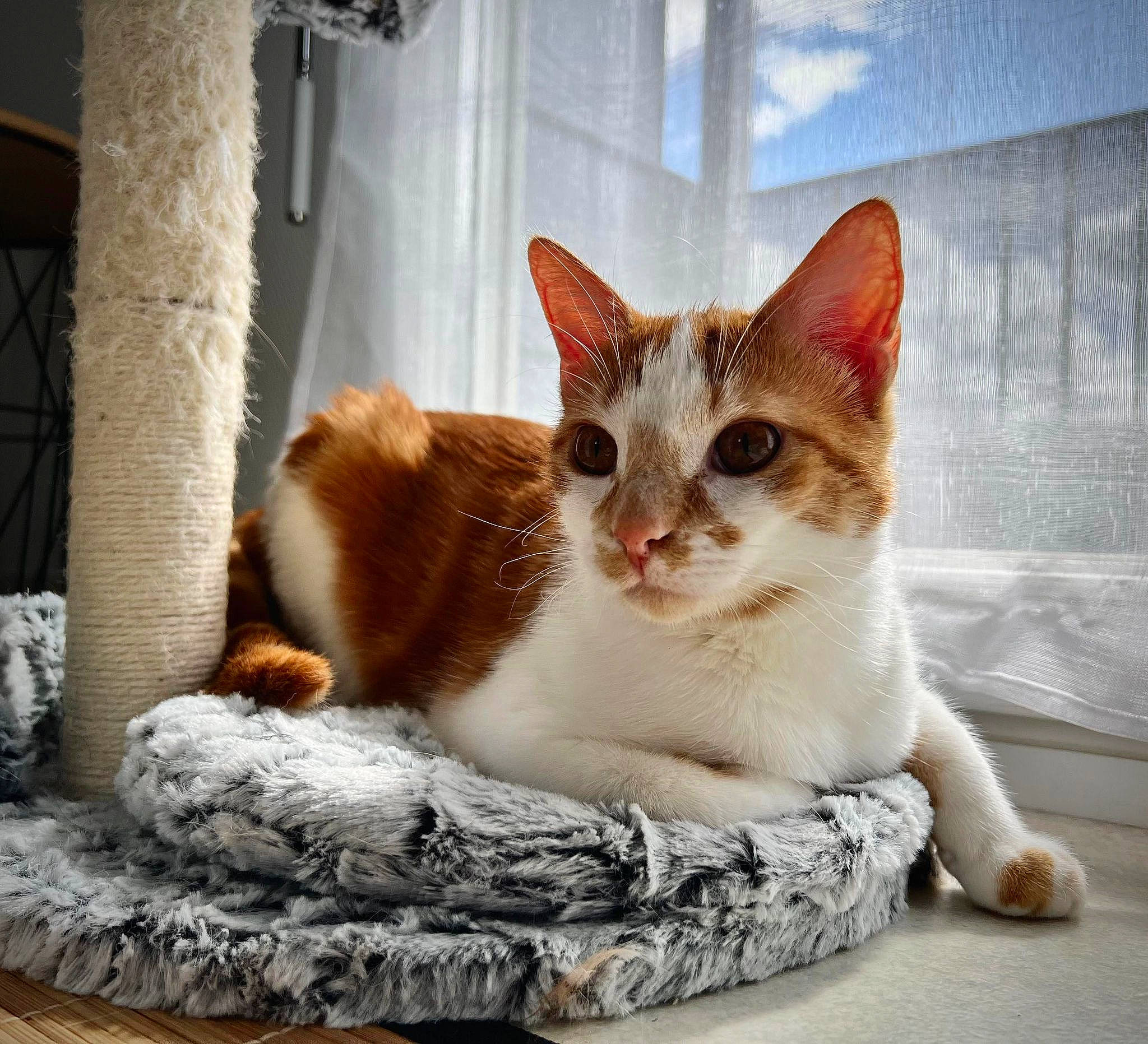 Twixy a rejoint le concours — aidez-le/la à gagner de superbes lots ! carnivore, cat, cat_furniture, cat_supply, comfort, domestic_short_haired_cat, eye, fawn, felidae, fur, linens, paw, pet_supply, sitting, small_to_medium_sized_cats, snout, tail, whiskers, window, wood