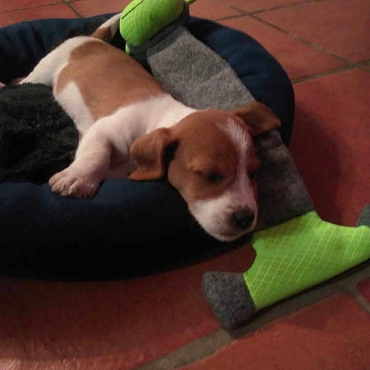Pigouille participe au concours pour gagner de l'argent avec cette photo : animal, ball, beagle, boxer, bulldog, canine, chihuahua, couch, cushion, dog, furniture, homedecor, hound, person, pet, puppy, sleeping, sport, tennis, tennisball