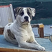 Tyson participe au concours pour gagner de l'argent avec cette photo : dog, animal, pet, outdoor, wooden_platform, fence, relaxed, canine, spot, resting, backyard, fur, mammal, daylight, seat, quiet, nature, domestic_animal, companion, calm