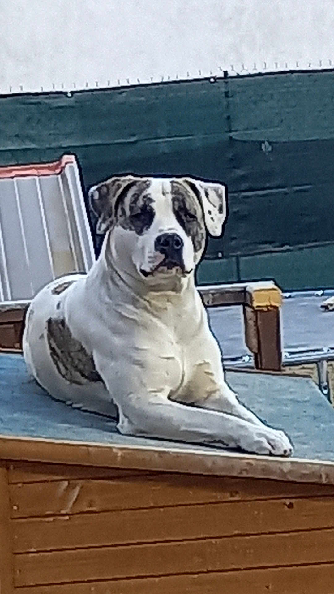 Tyson participe au concours pour gagner de l'argent avec cette photo : dog, animal, pet, outdoor, wooden_platform, fence, relaxed, canine, spot, resting, backyard, fur, mammal, daylight, seat, quiet, nature, domestic_animal, companion, calm