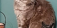 Zéphyr participe au concours pour gagner de l'argent avec cette photo : abyssinian, accessories, angora, animal, art, bag, basket, blackcat, canine, cat, dog, egyptiancat, furniture, handbag, kitten, lamp, manx, pet, toy, wood